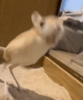 at_179297745155851.gif