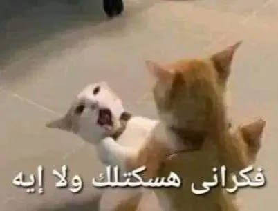 at_179305596101741.jpg