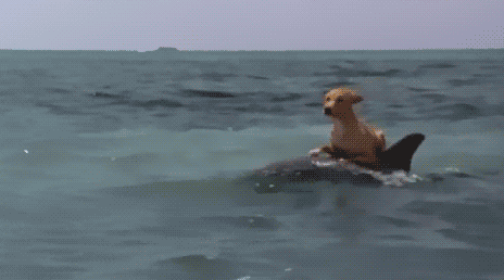 at_179331307379552.gif